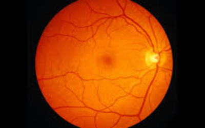 Retina & Vitreous Services